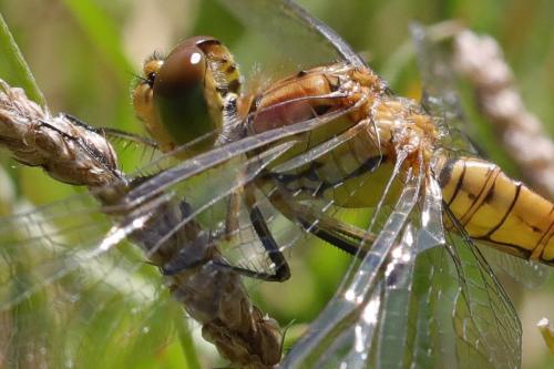 Sympetrum striolatum